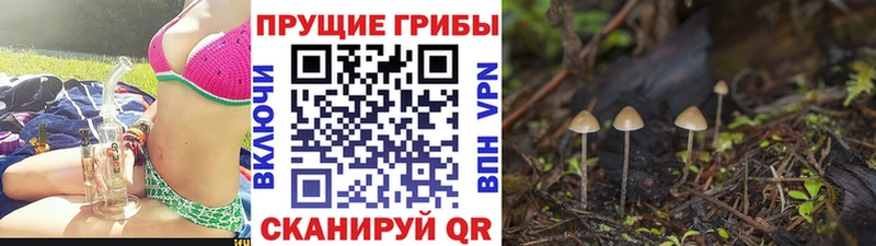 где найти наркотики  Александров  Галлюциногенные грибы GOLDEN TEACHER 