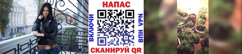 Конопля семена  Александров 
